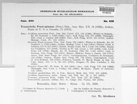Tranzschelia pruni-spinosae image